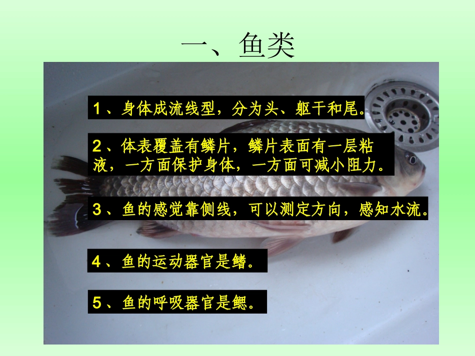 动物的主要类群_第3页