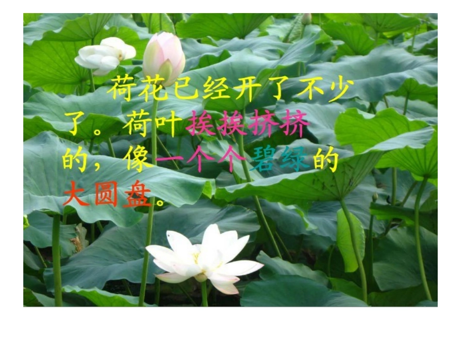 荷花 (3)课件_第1页