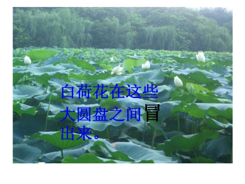 荷花 (3)课件_第2页