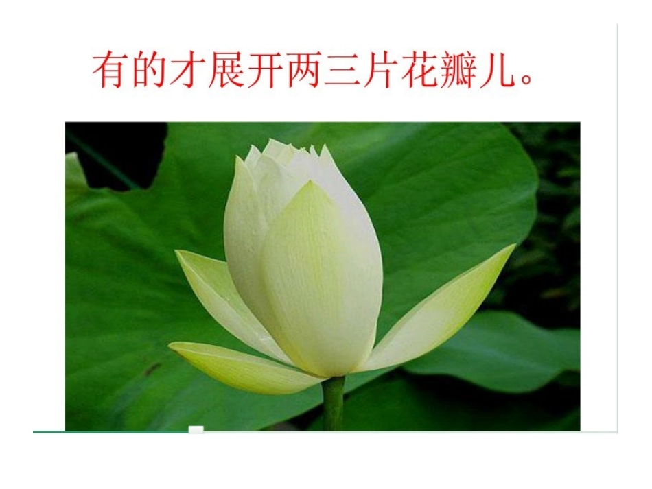 荷花 (3)课件_第3页
