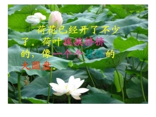 荷花 (3)课件