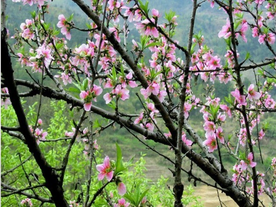 《花的勇气》课件_第1页