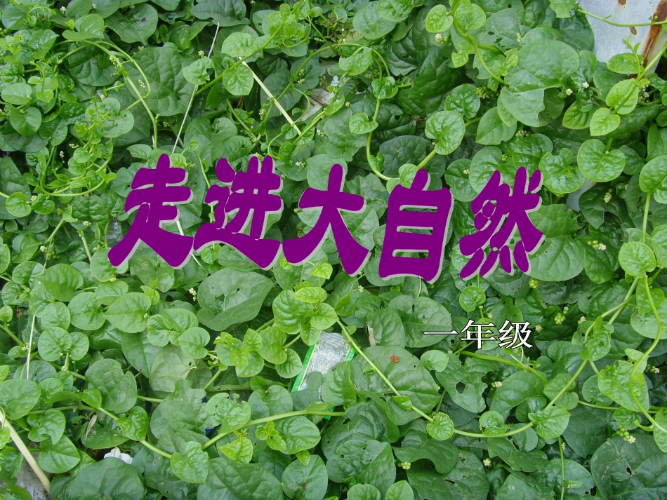 走进大自然课件_第3页