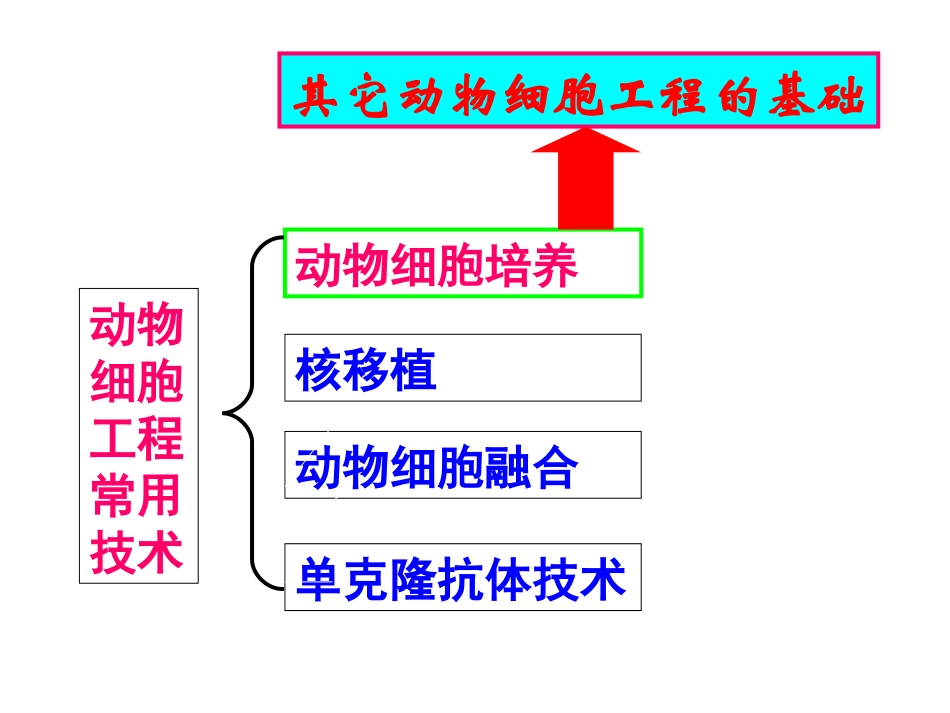 动物细胞工程(上课)_第2页
