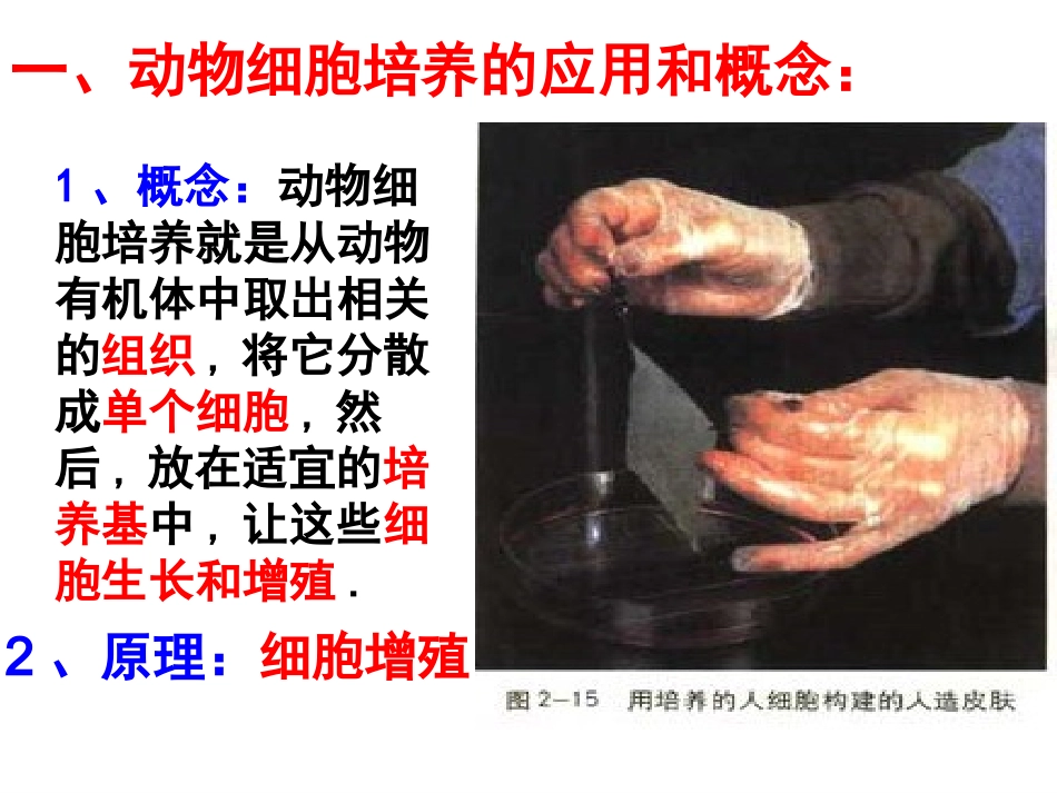 动物细胞工程(上课)_第3页