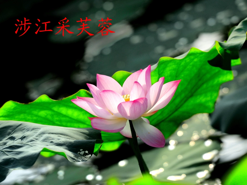人教版语文必修二第二单元《涉江采芙蓉》课件（共27张）（共27张PPT）_第1页