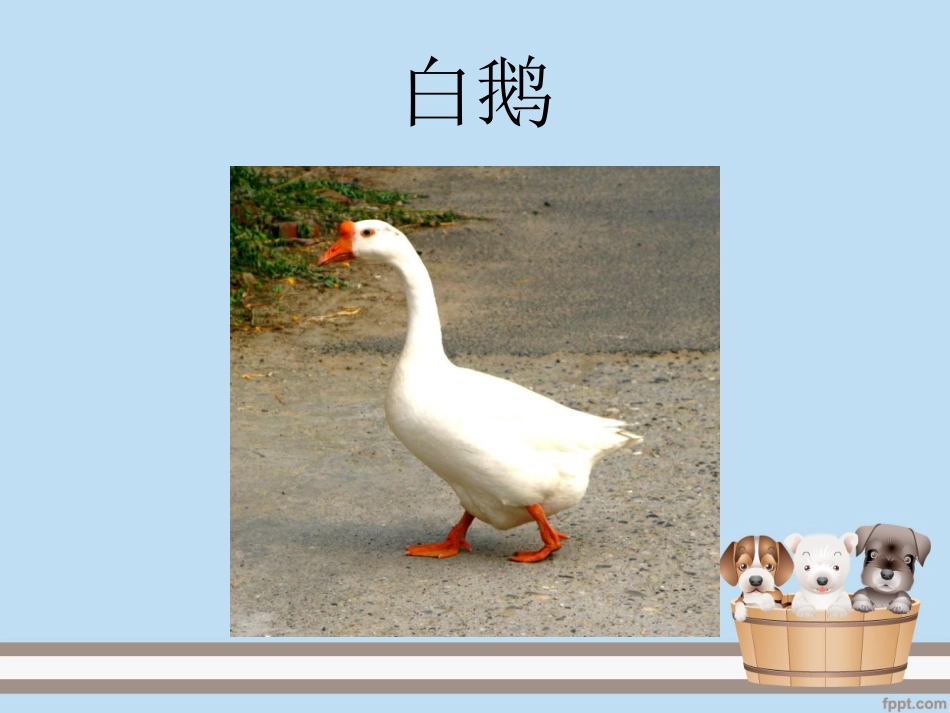 小学四年级上册语文第十三课-白鹅-课件_第1页