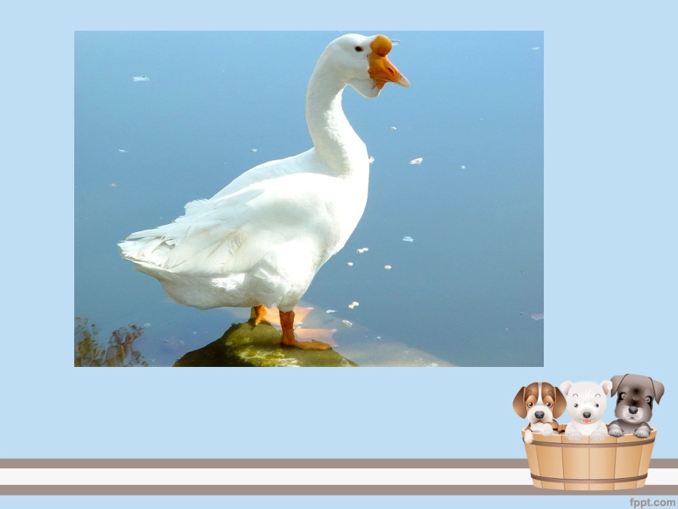 小学四年级上册语文第十三课-白鹅-课件_第2页