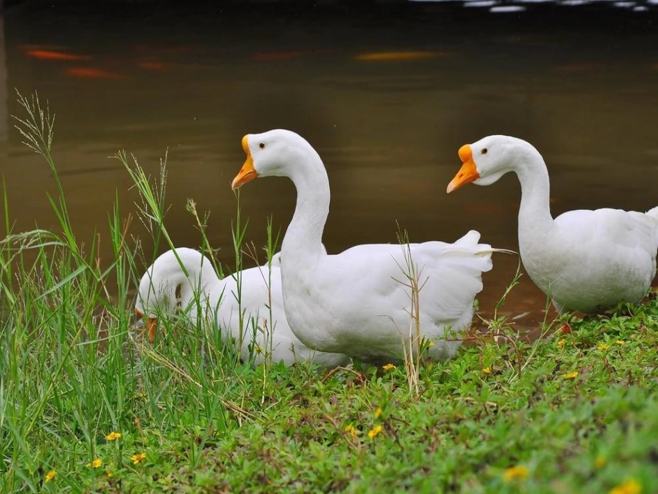 小学四年级上册语文第十三课-白鹅-课件_第3页