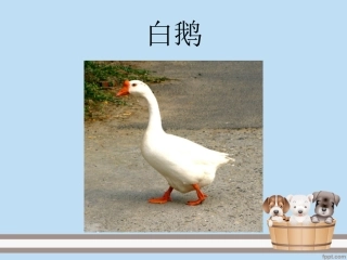 小学四年级上册语文第十三课-白鹅-课件