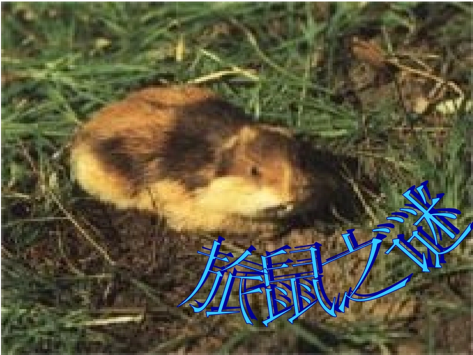 《旅鼠之谜》课件_第1页