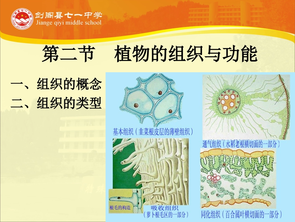 -第二节植物的组织与功能_第2页