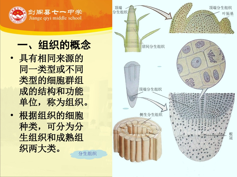 -第二节植物的组织与功能_第3页