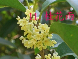 桂花雨 ()