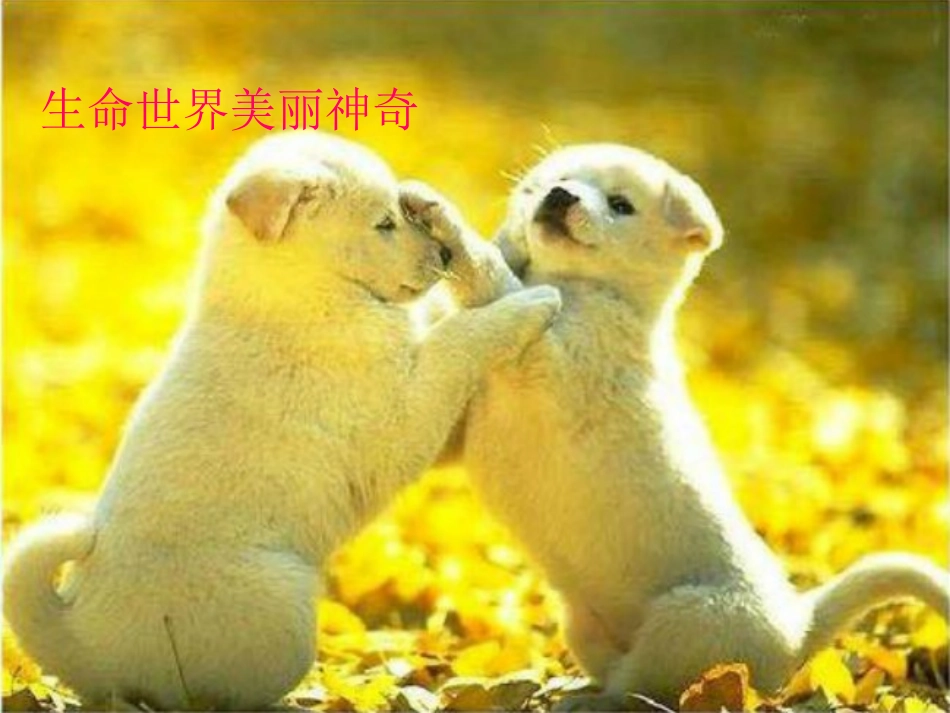 正确对待生命的态度教学PPT_第2页