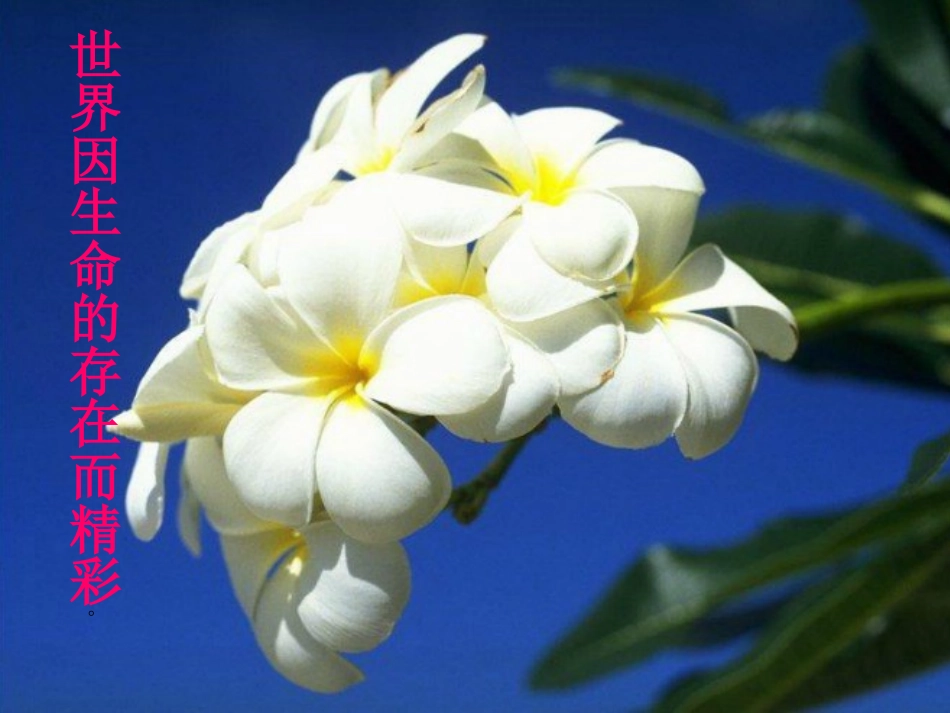 正确对待生命的态度教学PPT_第3页