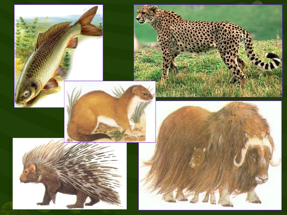 第二节生物对环境的适应和影响_第2页