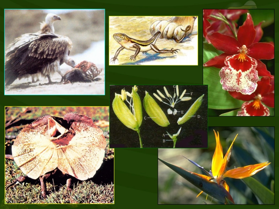 第二节生物对环境的适应和影响_第3页