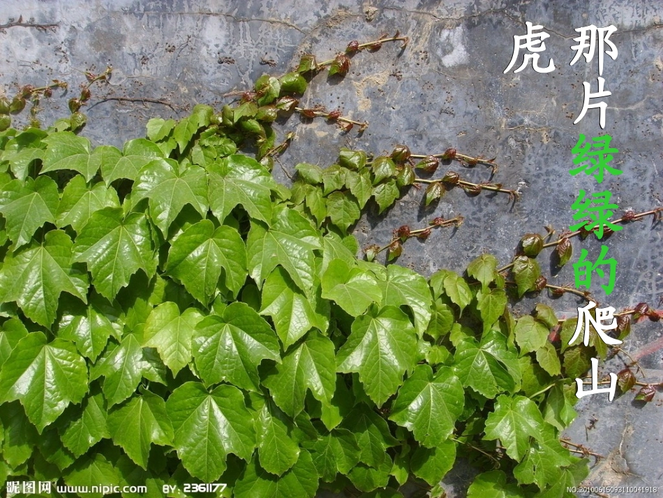 那片绿绿的爬山虎课件 ()_第1页