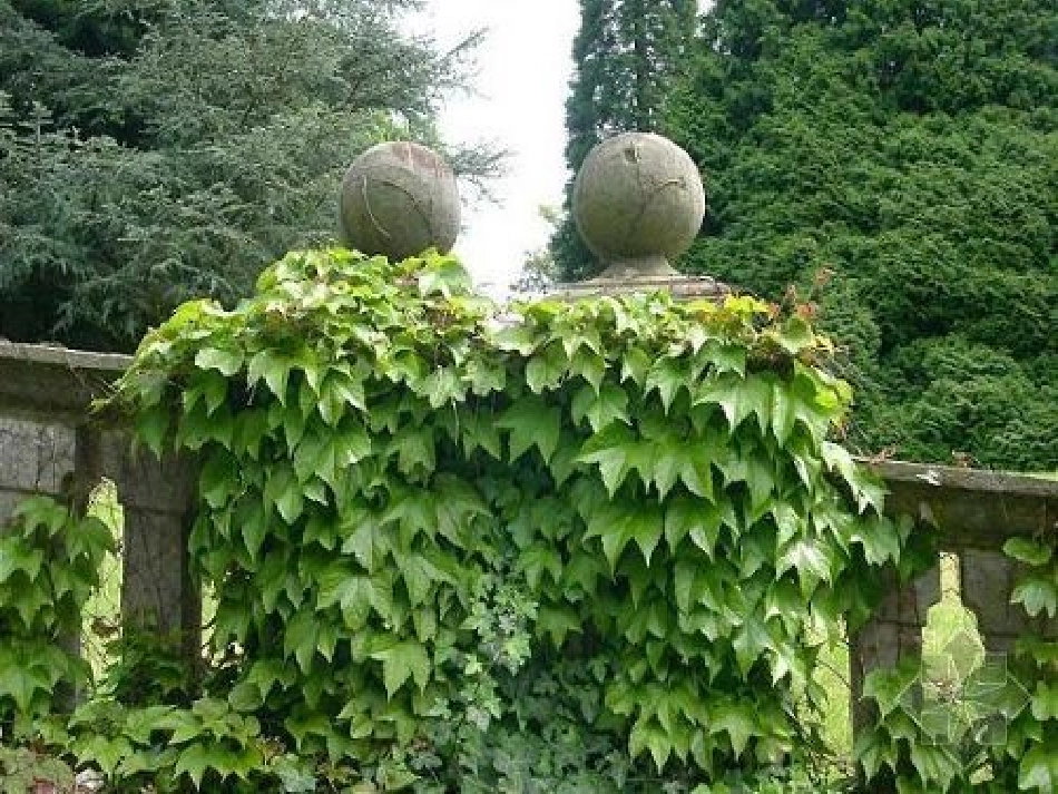 那片绿绿的爬山虎课件 ()_第2页