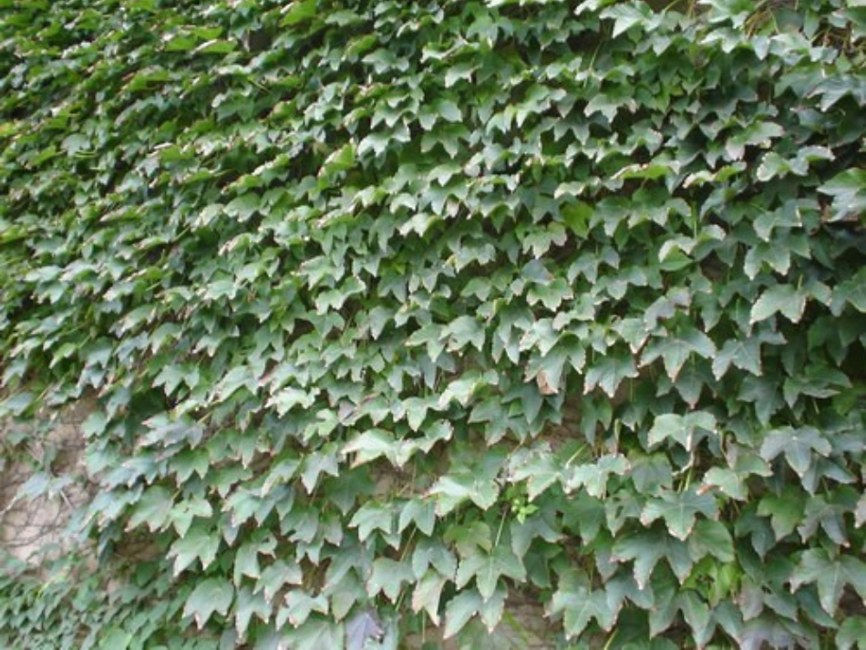 那片绿绿的爬山虎课件 ()_第3页