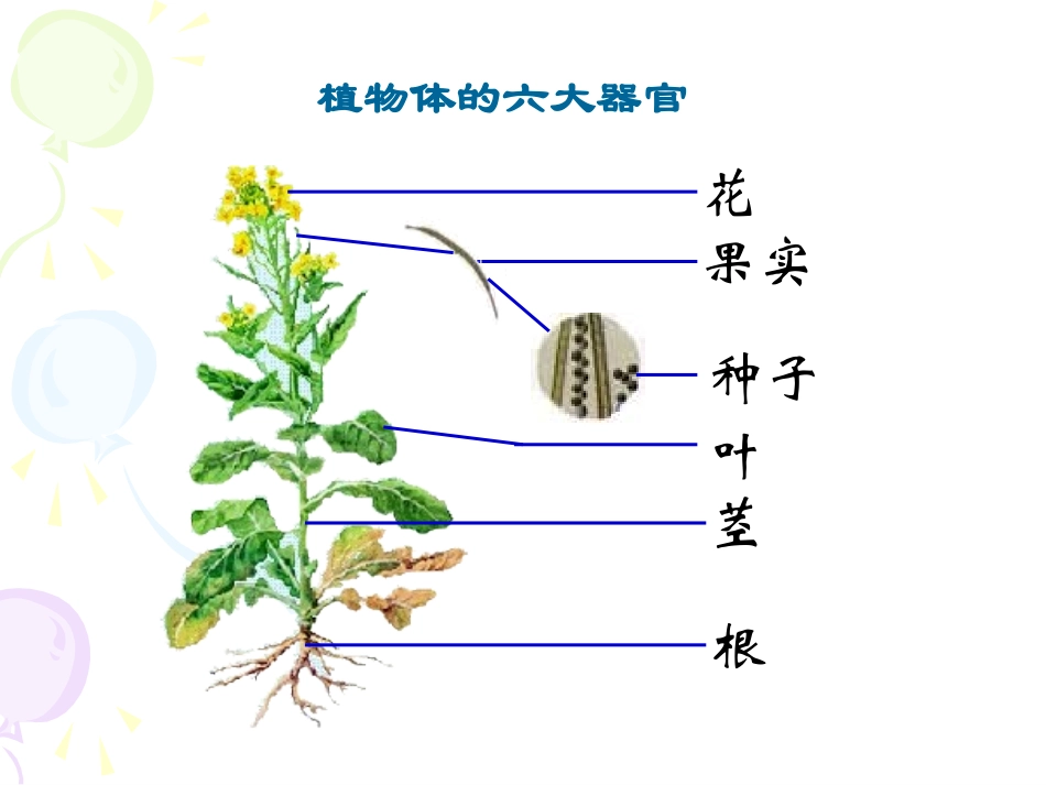 《生物植物体的结构层次》课件_第3页