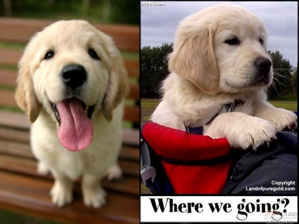 狗狗的可爱英文PPT_第2页