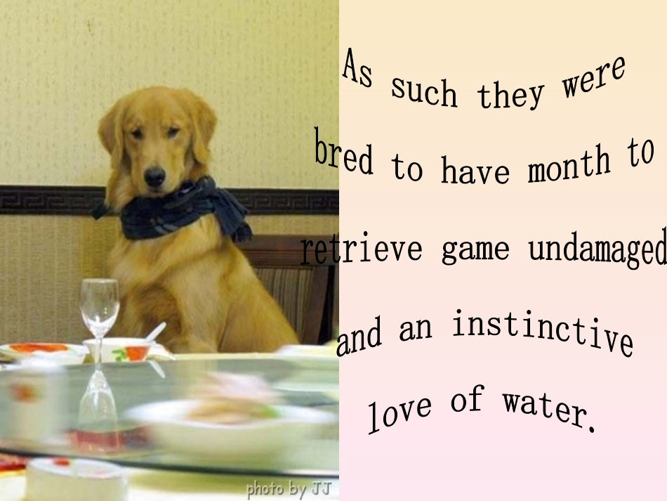 狗狗的可爱英文PPT_第3页