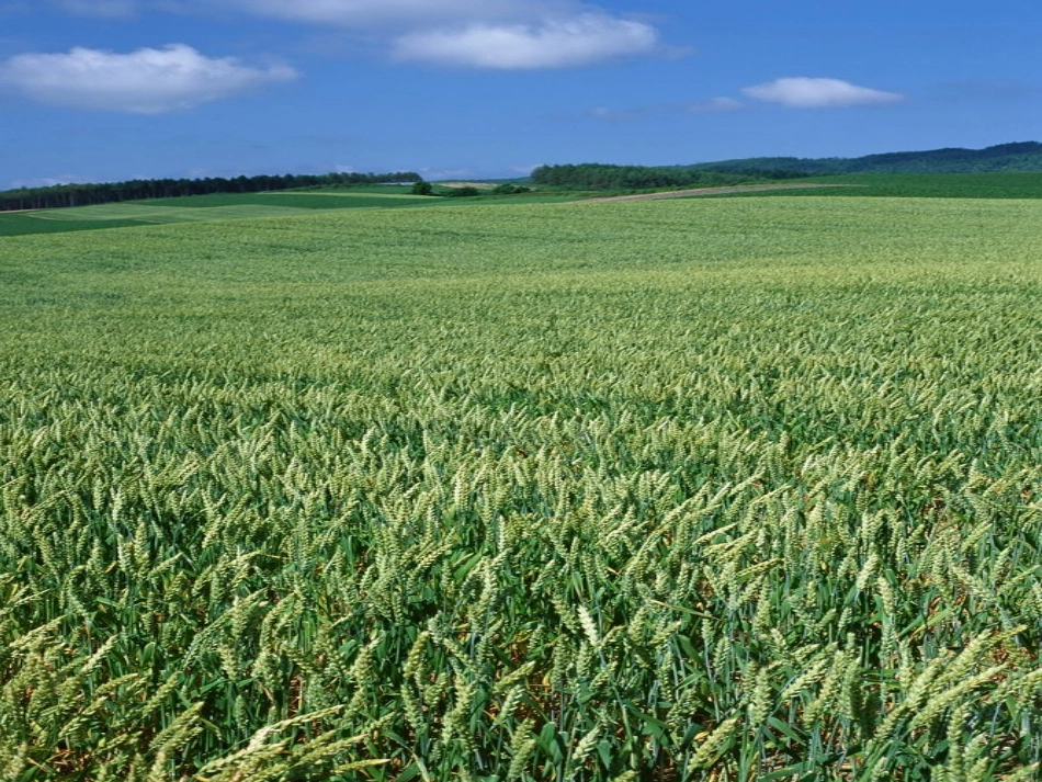 《麦子黄了》课件_第2页