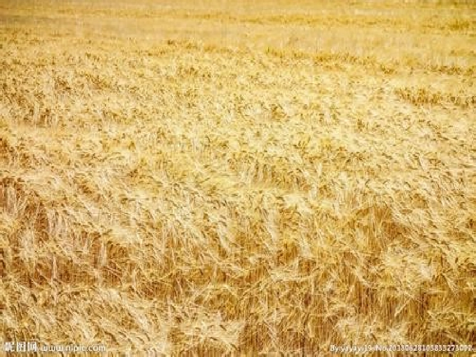 《麦子黄了》课件_第3页