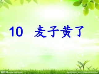《麦子黄了》课件