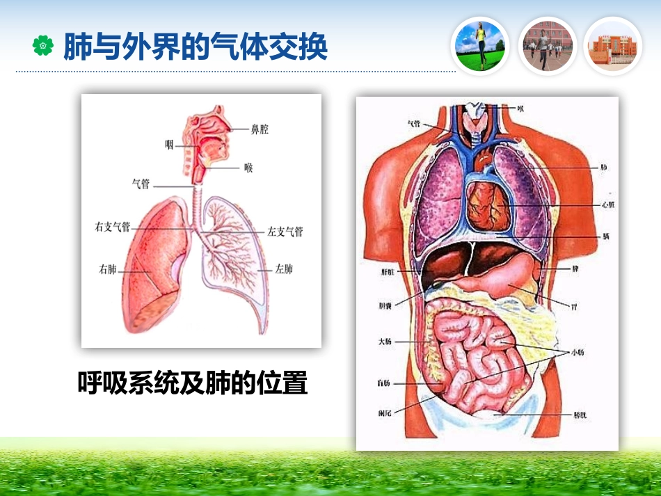 第二节发生在肺内的气体交换11_第3页