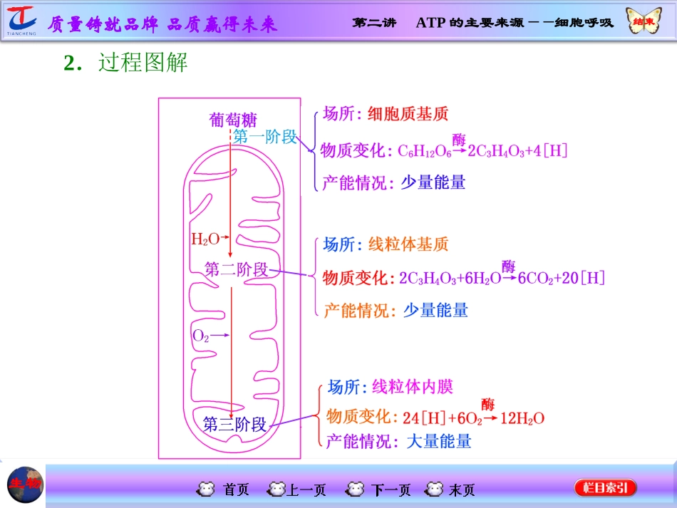 第二讲ATP的主要来源——细胞呼吸_第3页
