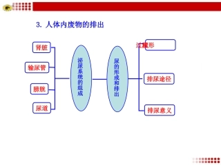 人体内废物的排出
