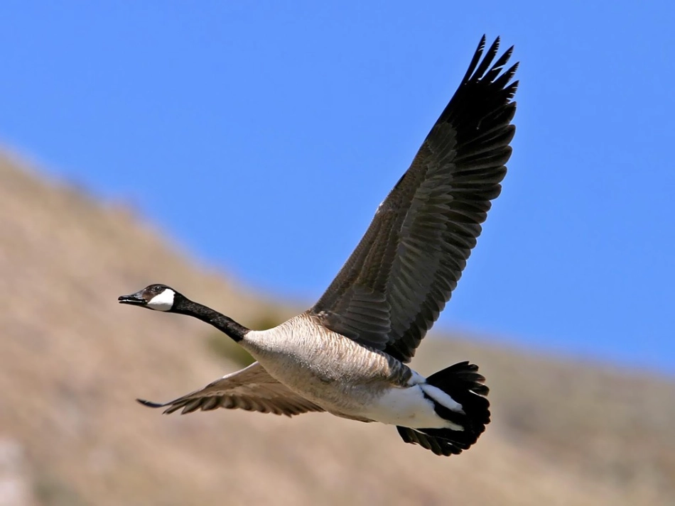 人教版三年级下册《惊弓之鸟》课件_第3页