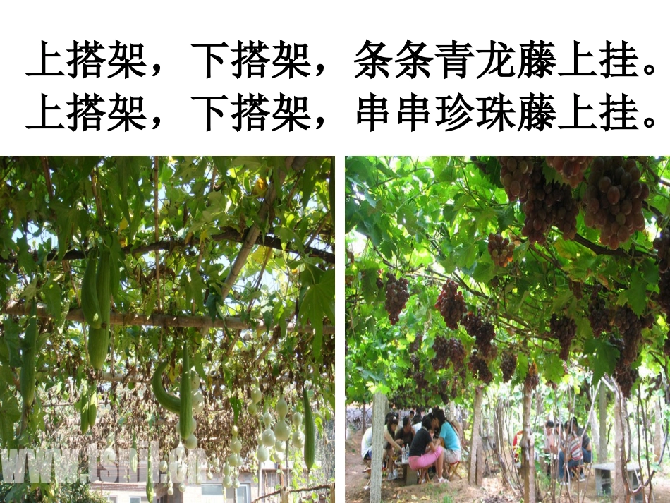 PPT爬山虎的脚_第2页