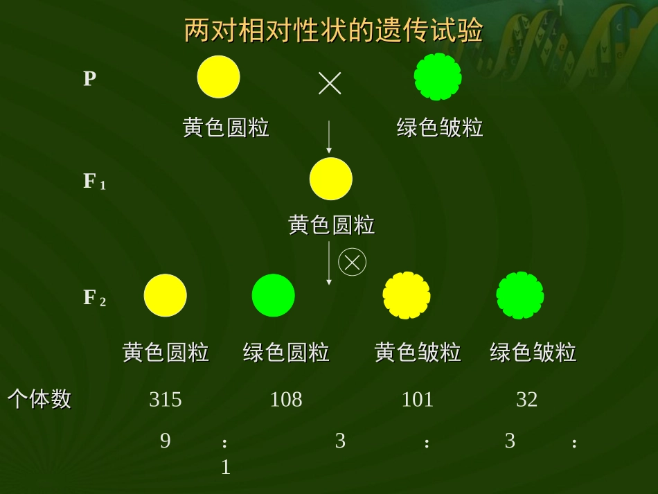 基因的自由组合定律_第3页