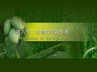 第八节生物的呼吸作用