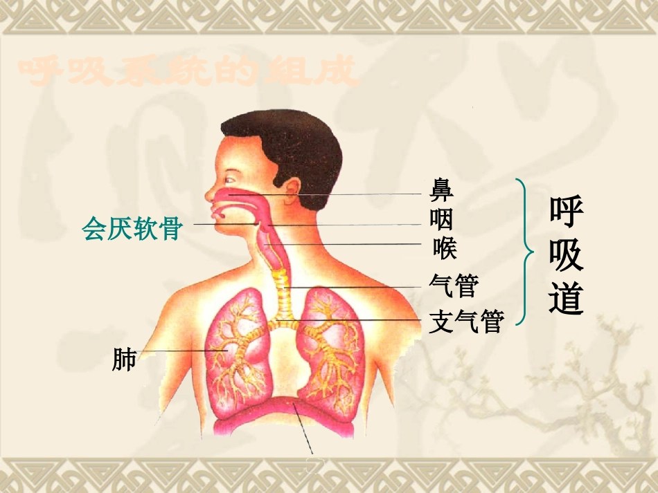 第一节__呼吸道对空气的处理11_第2页