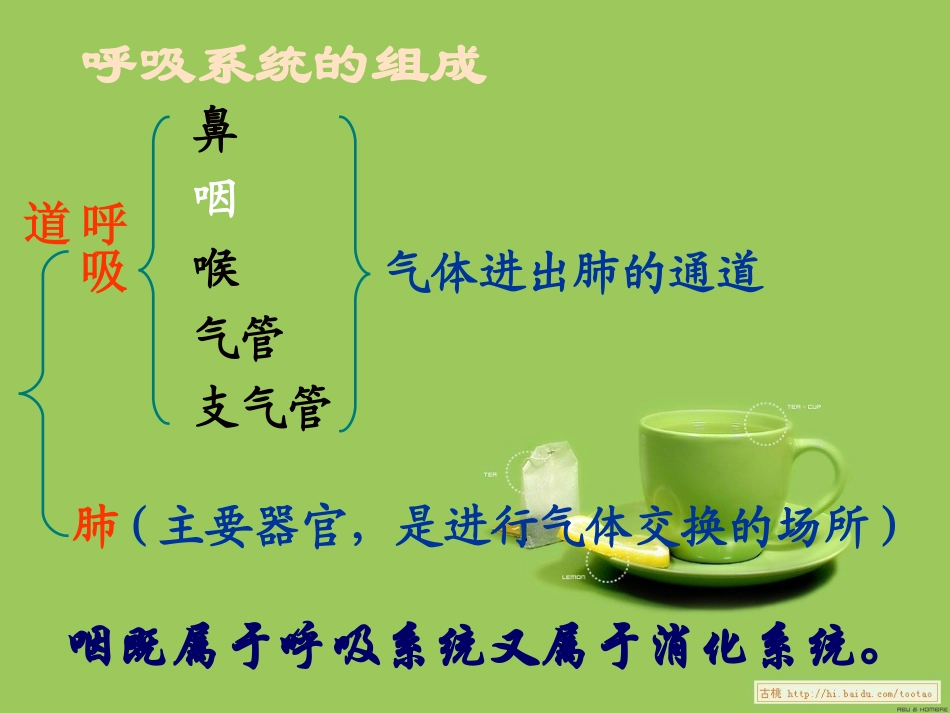 第一节__呼吸道对空气的处理11_第3页