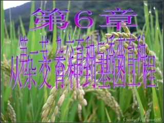 杂交育种与诱变育种