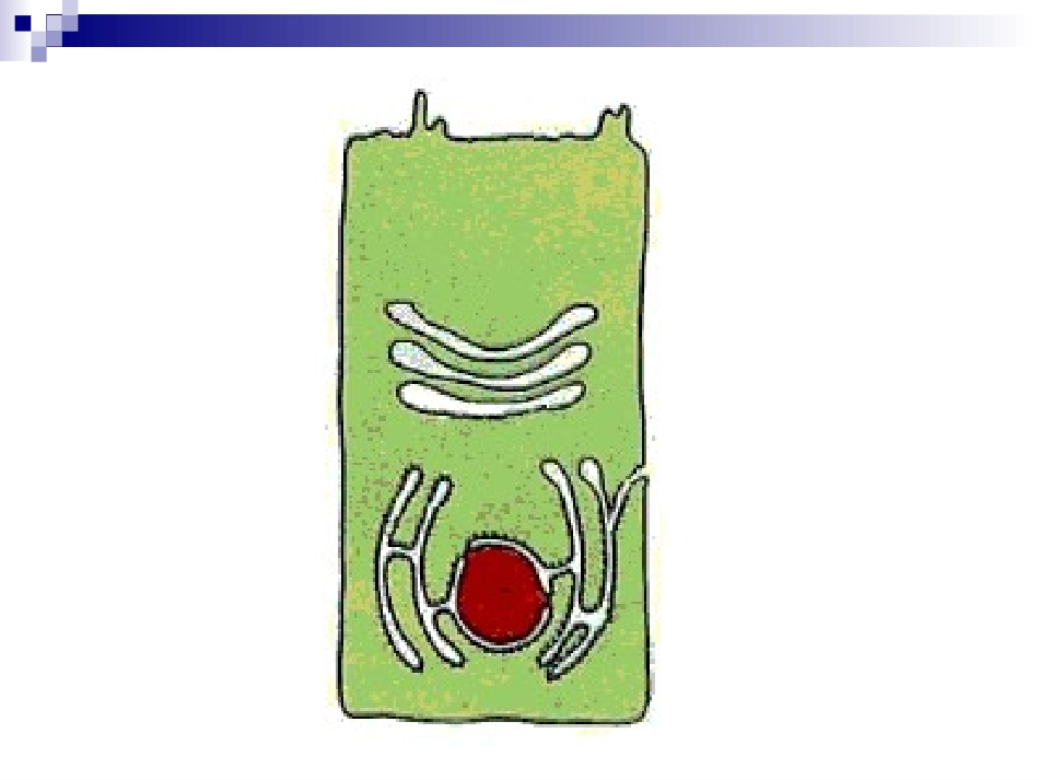 细胞核何亚丹新_第1页