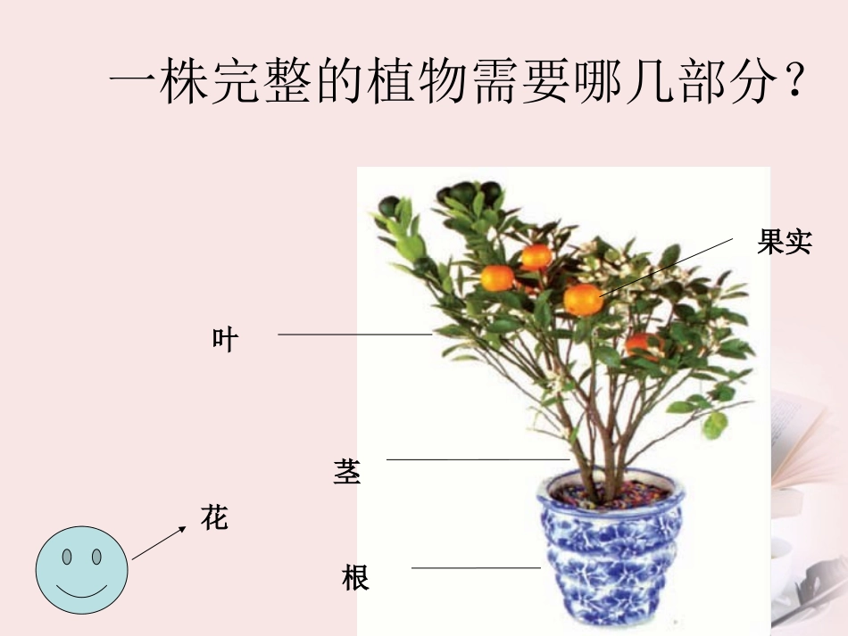 三年级科学下册-植物和我们-3课件-苏教版_第2页