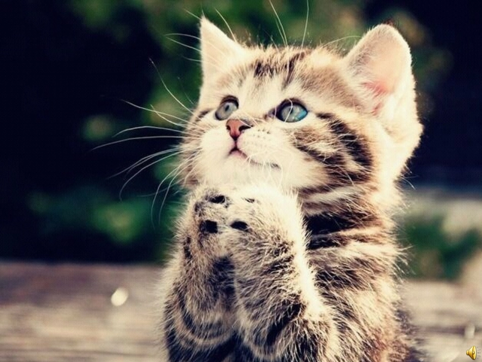 介绍一种动物_第2页