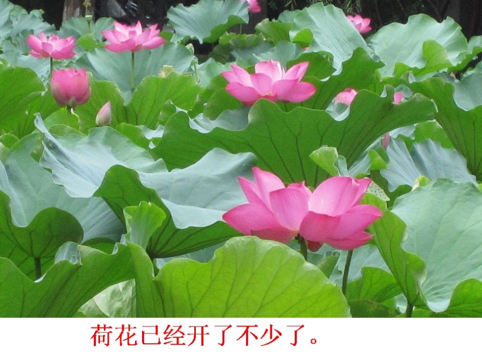 人教版小学三年级语文下册第3课《荷花》PPT课件_第2页