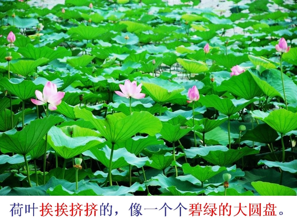 人教版小学三年级语文下册第3课《荷花》PPT课件_第3页