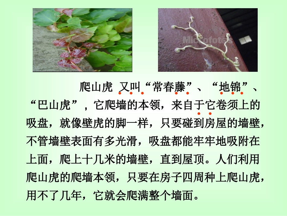 爬山虎的脚课件_第3页