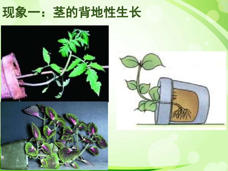 第二节生长素的生理作用_第2页