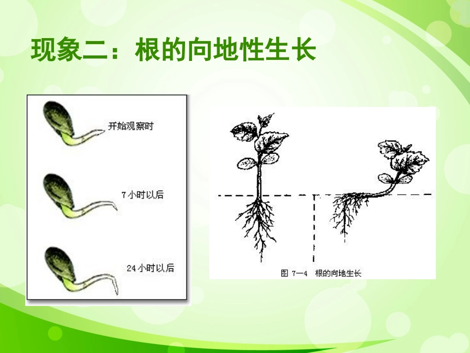 第二节生长素的生理作用_第3页