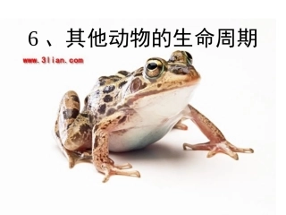 其他动物的生命周期PPT三下